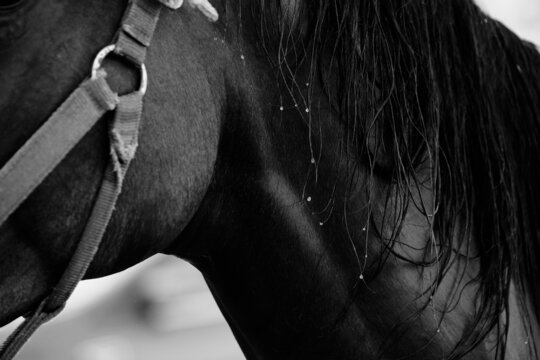 Wet horse mane hair close up from bath.