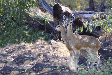 Klippspringer / Klipspringer / Oreotragus oreotragus