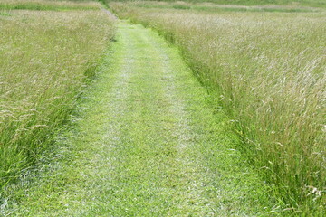 Mowed Path in a Field