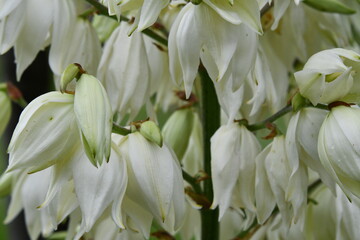White Blooms on a Yucca Plant
