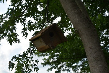 Birdhouse in a Maple Tree