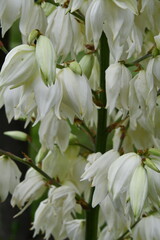 Yucca Plant Blooms