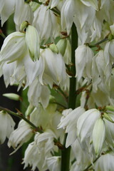 Fototapeta premium Yucca Plant Blooms