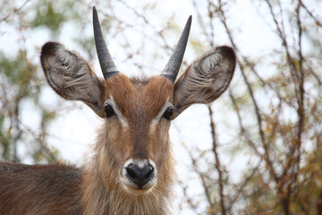 Fototapeta premium Wasserbock / Waterbuck / Kobus ellipsiprymnus.