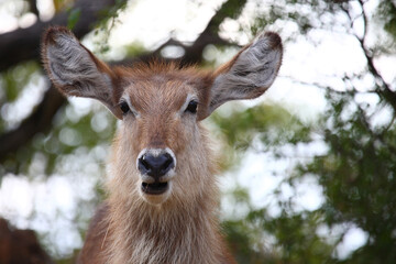 Wasserbock / Waterbuck / Kobus ellipsiprymnus.