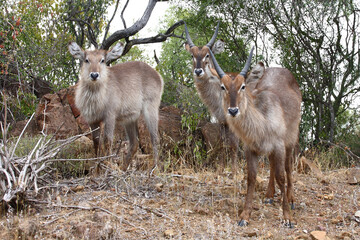 Wasserbock / Waterbuck / Kobus ellipsiprymnus.