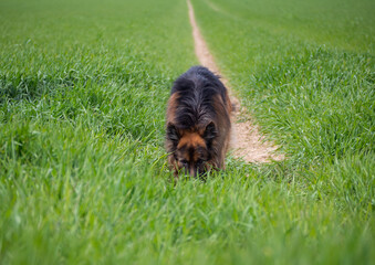 Deutscher Schäferhund sucht irgendwas auf einer grünen Wiese.