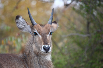 Wasserbock / Waterbuck / Kobus ellipsiprymnus.