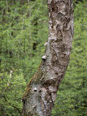 Obraz premium Pilze die auf einem Baum wachsen.