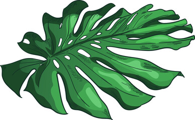Hand drawn green tropical leaves © Tartila