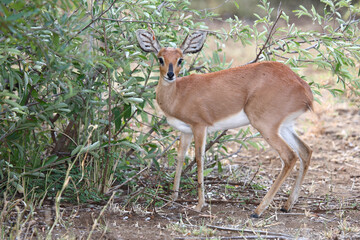 Afrikanischer Steinbock / Steenbok / Raphicerus campestris