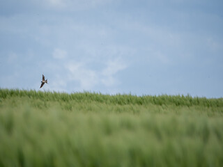Eine einsame Schwalbe fliegt über ein grünes Weizenfeld.