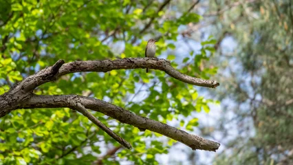 Fototapeten Ein kleiner Vogel Sitzt auf einem Ast. © jr-art