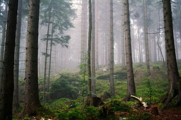 Mgła w lesie o poranku
