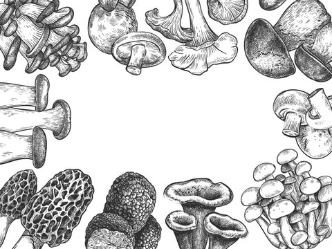 Hand drawn different mushrooms border