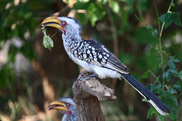 Südlicher Gelbschnabeltoko / Southern yellow-billed hornbill / Tockus leucomelas
