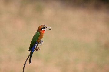 Weißstirnspint / White-fronted bee-eater / Merops bullockoides