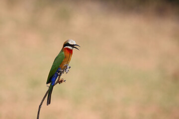 Weißstirnspint / White-fronted bee-eater / Merops bullockoides