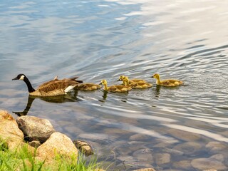 Goose, Goslings, Colorado