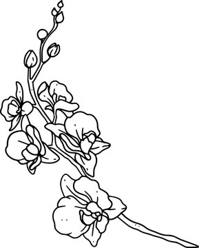 Black And White Flower png download - 486*760 - Free Transparent Mandrake  png Download. - CleanPNG / KissPNG