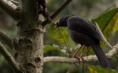 Parrot hunting and looking around
