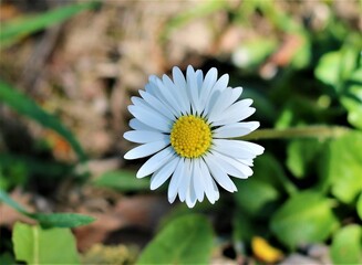 daisy flower in the garden