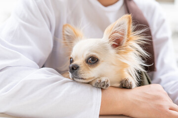 チワワ かわいい 小型犬 散歩