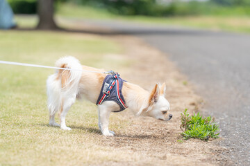 チワワ 小型犬 かわいい 散歩