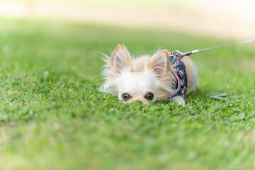 チワワ 小型犬 かわいい 散歩 © Tadogami