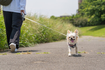 Obraz premium チワワ 小型犬 かわいい 散歩
