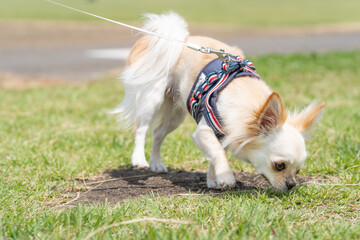 チワワ 小型犬 かわいい 散歩