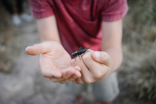 Bug on Boys Hand