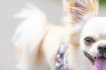 チワワ 小型犬 かわいい 散歩