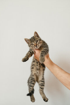 cute kitten carefully looks at the camera in the arms of the owner in a bright apartment