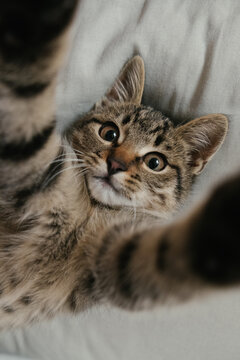 playful kitten makes selfie on a white background