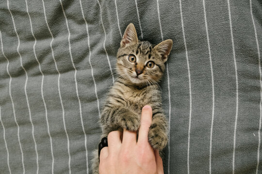 kitten plays with man’s hand on a gray blanket