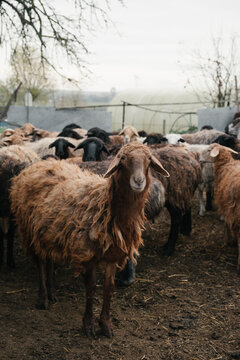 
portret of a sheep on a background of a herd of lambs in an early foggy autumn morning
