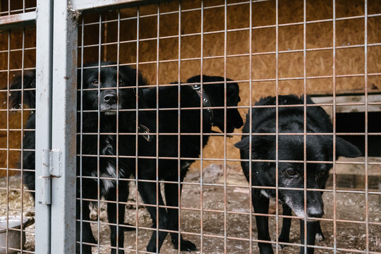 
big black sad dogs in the shelter look sad eyes at the visitor in anticipation of affection and treats