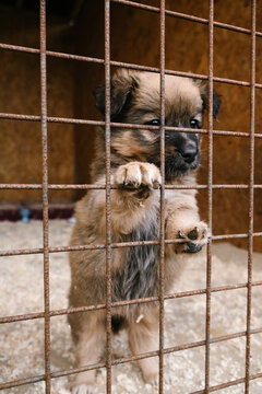 a small plump red-haired puppy with a black nose looks between the bars of a cret