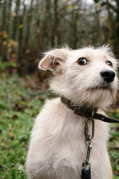 close portrait of a frightened white dog sitting on the grass