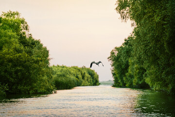White heron flying in delta