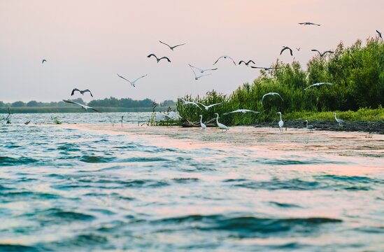 White heron birda in Danube Delta