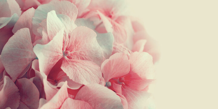 Beautiful blooming pink hydrangea flowers close-up. Floral background.