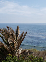 Ocean meditation with Palm, San Pedro, CA