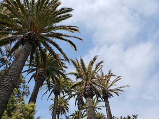 Fototapeta na wymiar Palm Tree Meditation