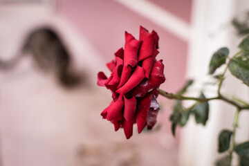 red rose on the wall