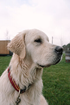 portrait of a light beautiful labrador dog with drooping ears on a walk