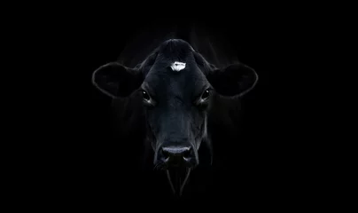 Zelfklevend Fotobehang Black Cow © Leny Silina Helmig