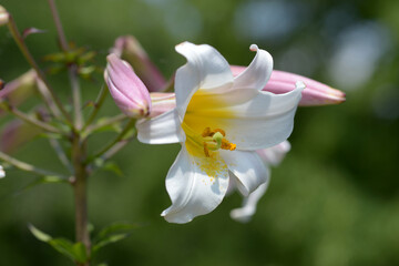 Obraz premium 白いユリの花