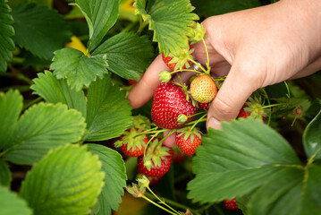 Harvesting strawberries. Hands with strawberries on the background of a strawberry patch